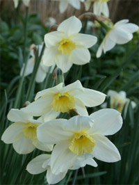 Narcissus 'Woodland Prince'