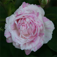 Rosa 'Centifolia Variegata'