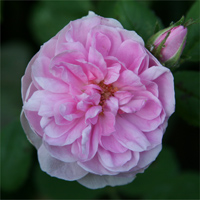 Rosa  centifolia 'De Meaux' [magnified]