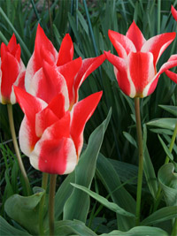Tulipa greigii 'Plaisir'